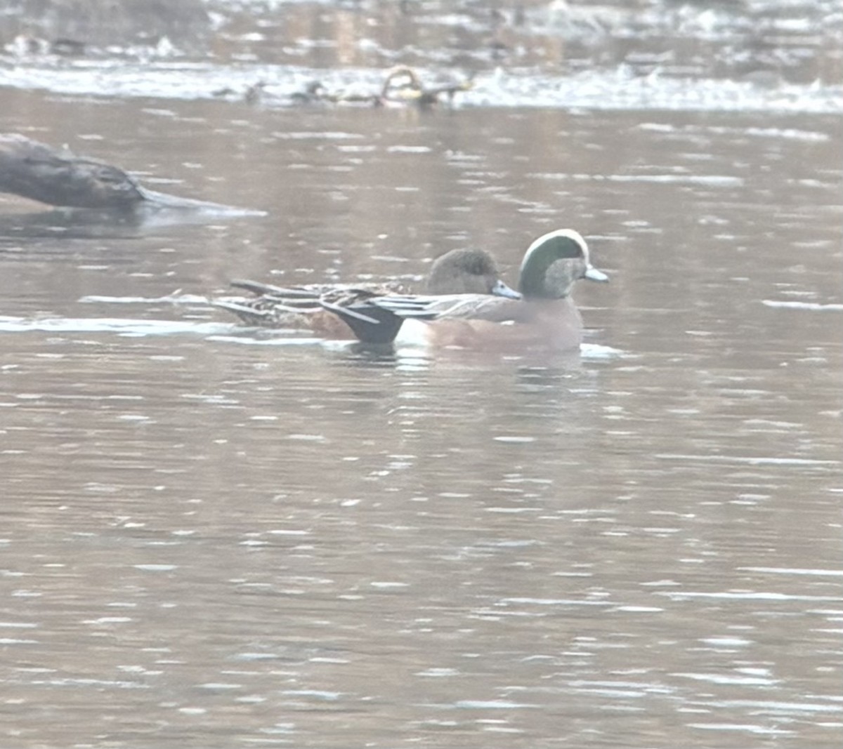 Eurasian Wigeon - ML644713804