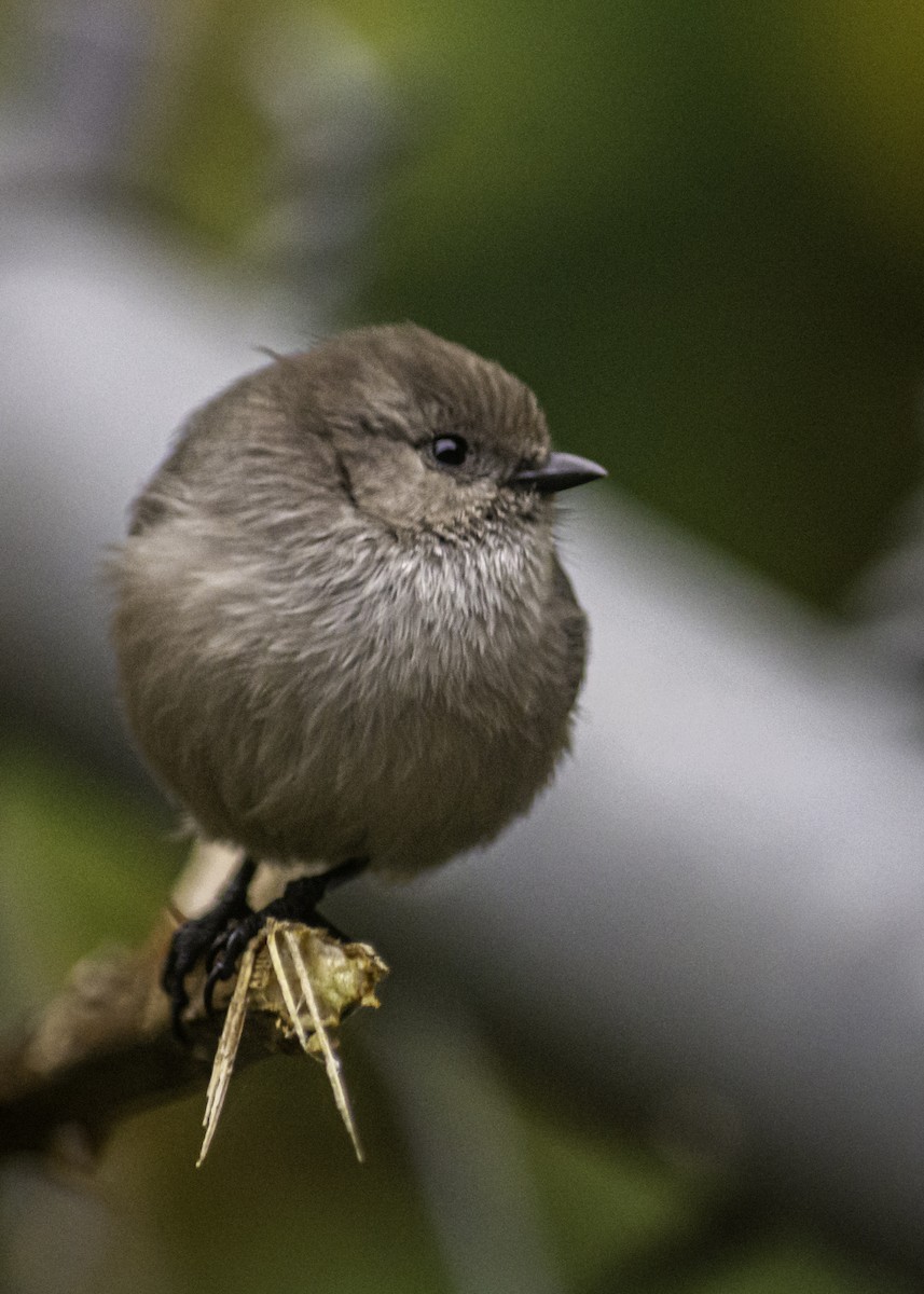 Bushtit - ML644713808
