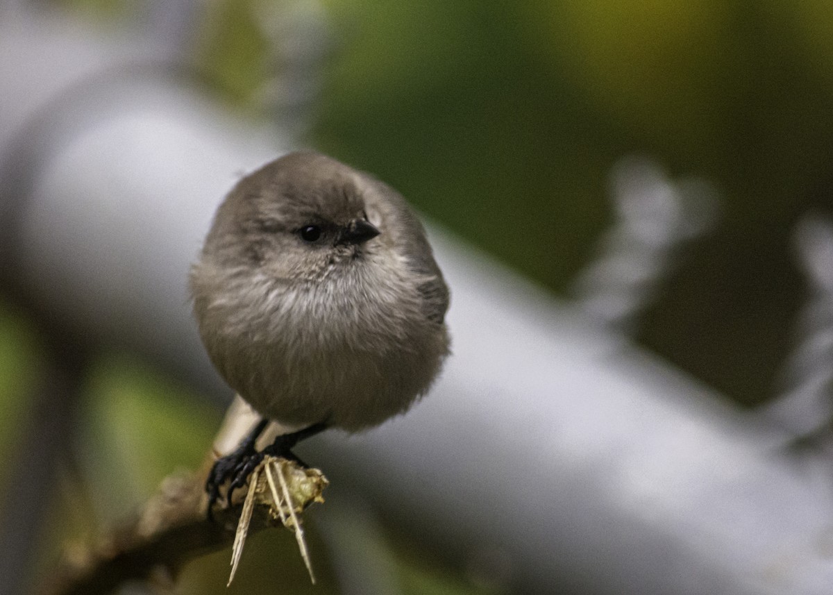 Bushtit - ML644713809