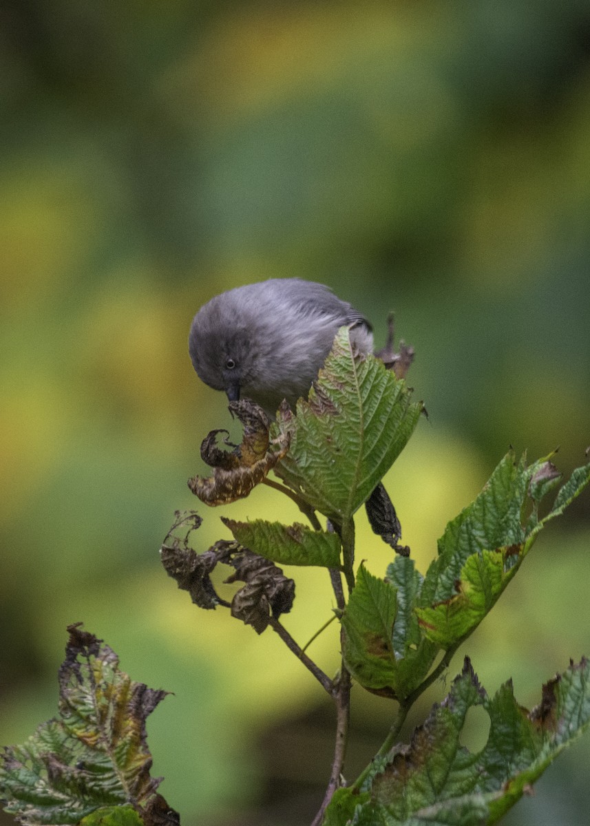 Bushtit - ML644713810