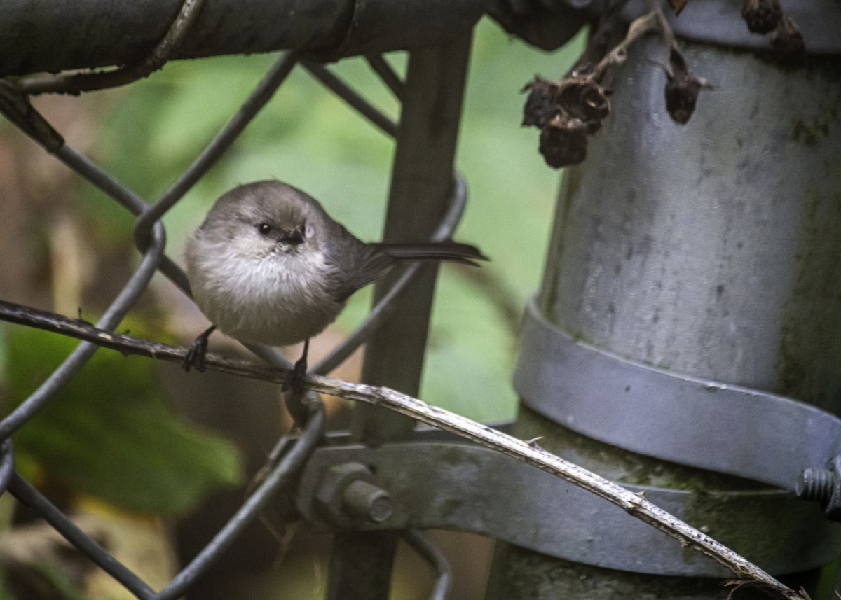 Bushtit - ML644713811