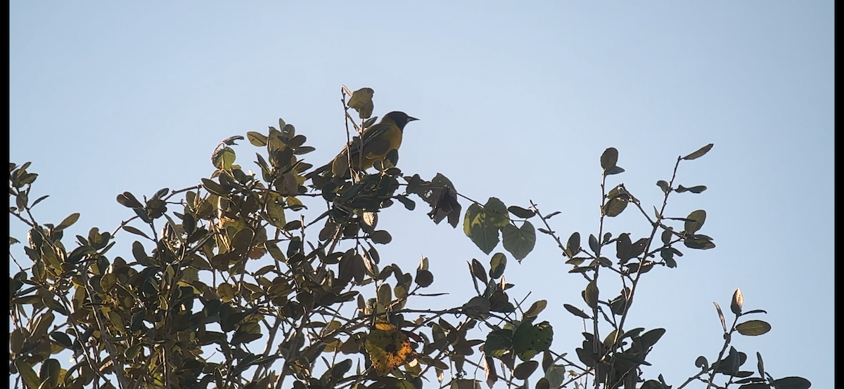 Oriole d'Audubon - ML644713823