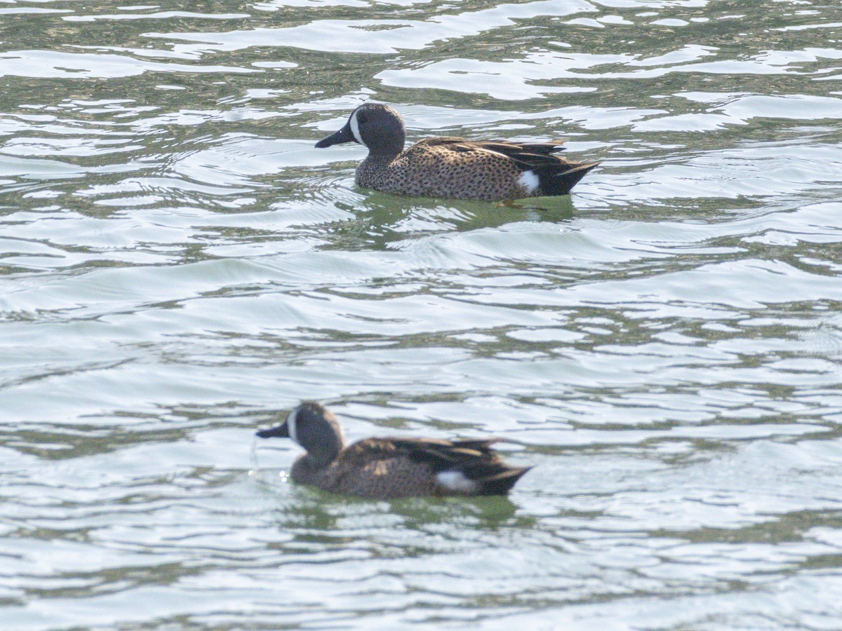 Sarcelle à ailes bleues - ML644713825