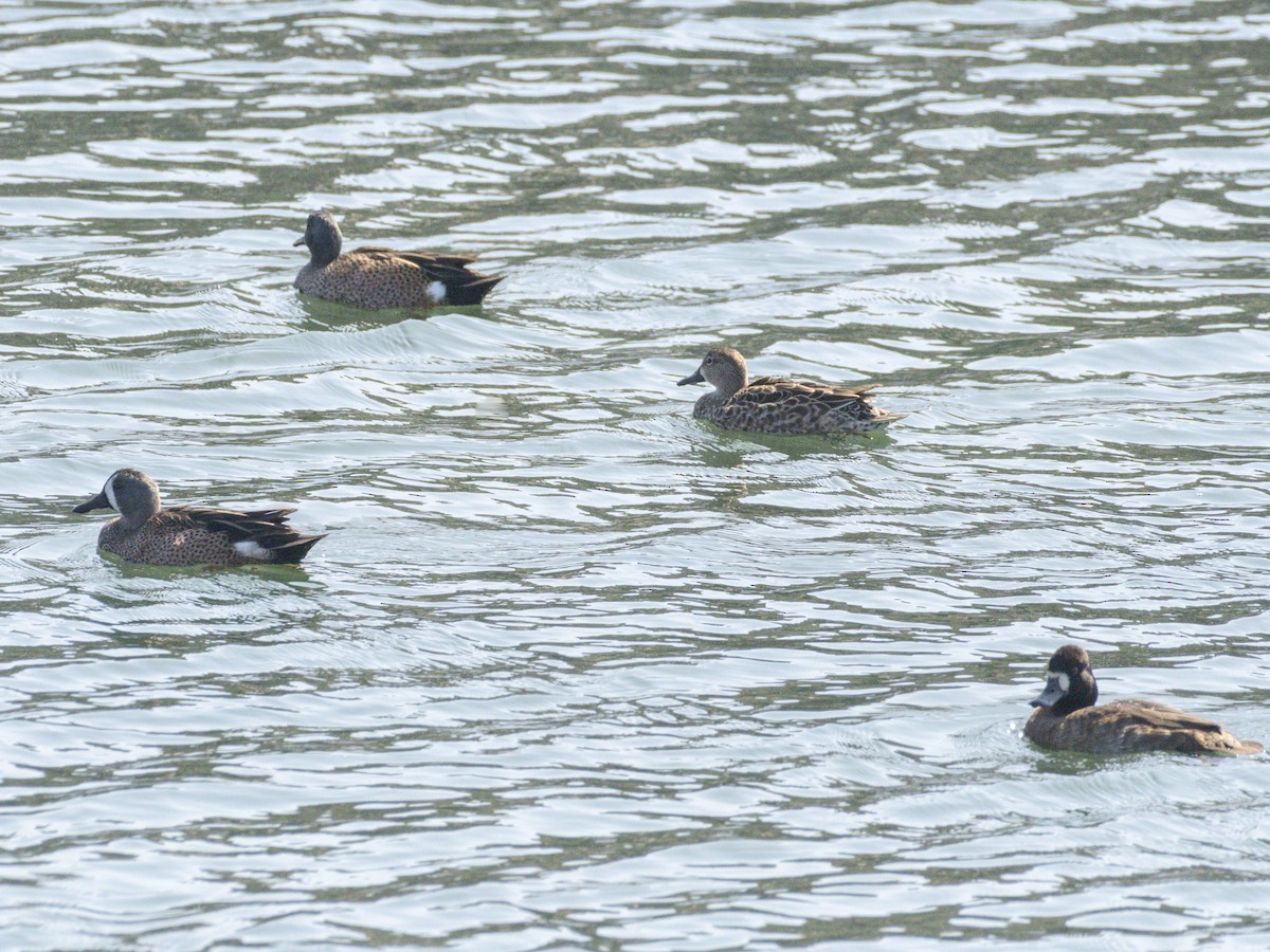 Sarcelle à ailes bleues - ML644713826