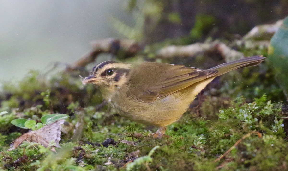 Paruline triligne (daedalus) - ML644713830