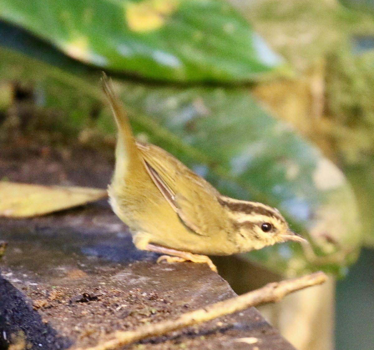 Paruline triligne (daedalus) - ML644713831