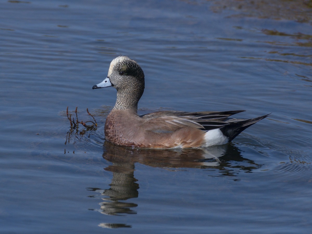 Canard d'Amérique - ML644713833