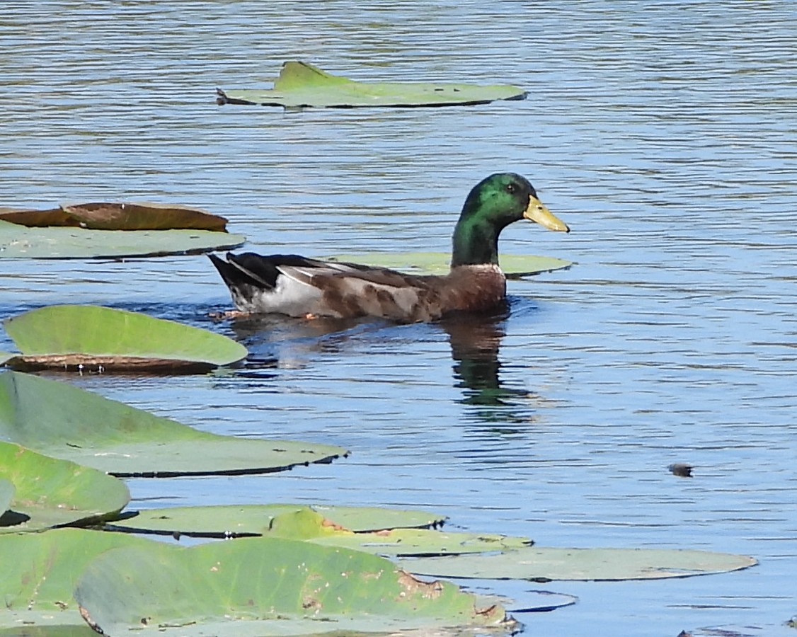 Canard colvert (forme domestique) - ML644713836