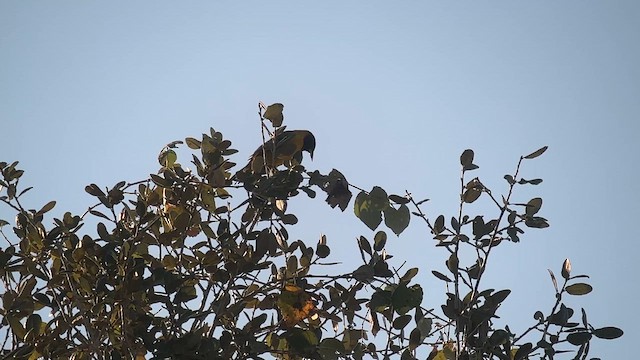 Audubon's Oriole - ML644713837