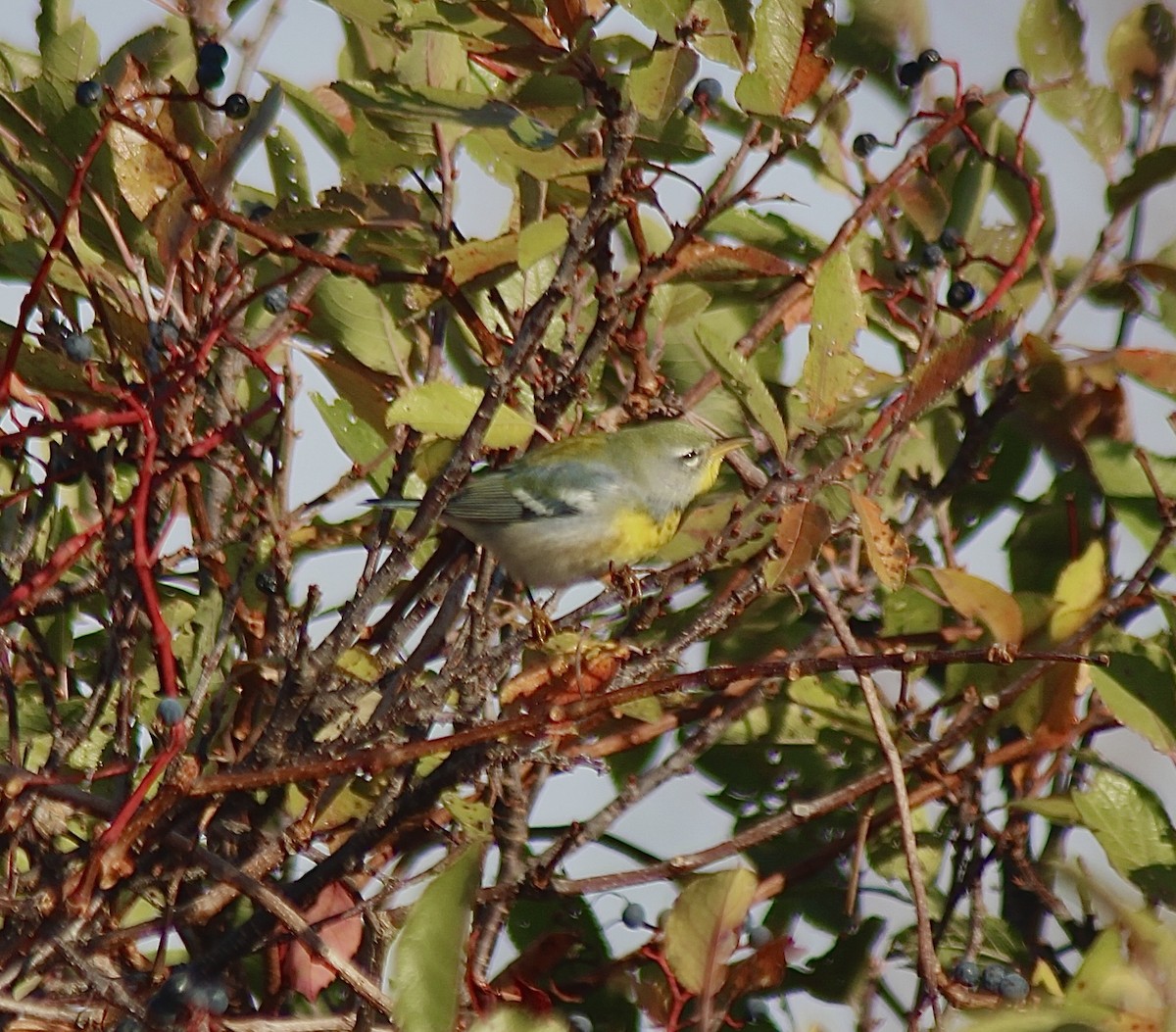 Paruline à collier - ML644713838