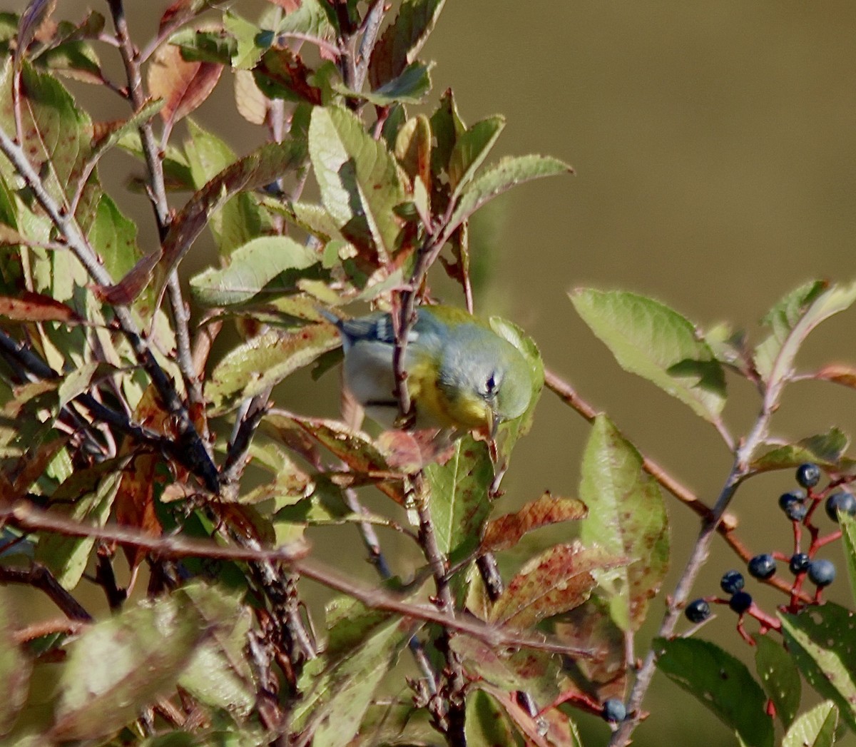 Paruline à collier - ML644713839