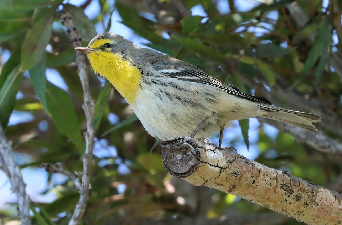 Paruline de Grace - ML644713840