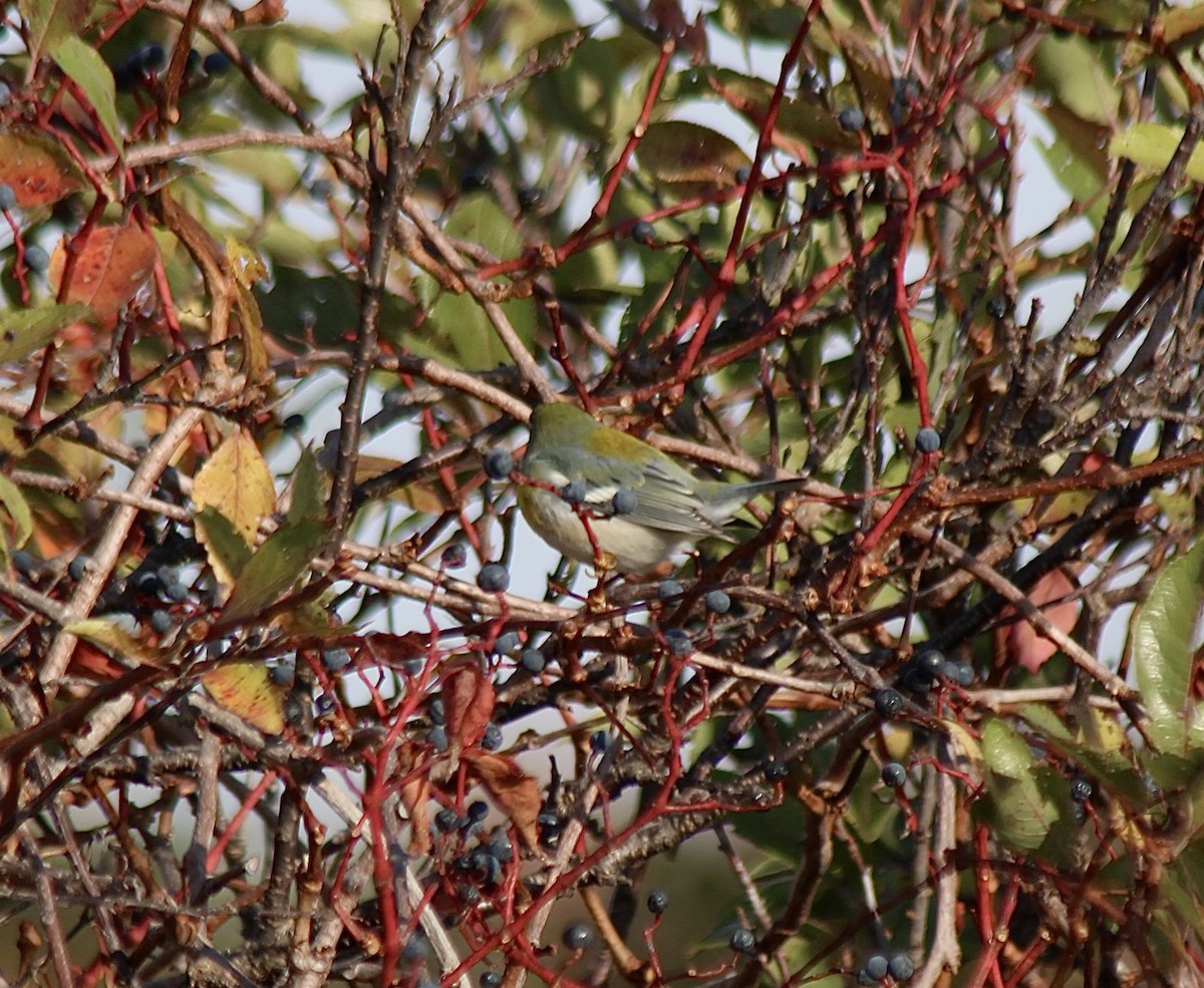 Paruline à collier - ML644713841