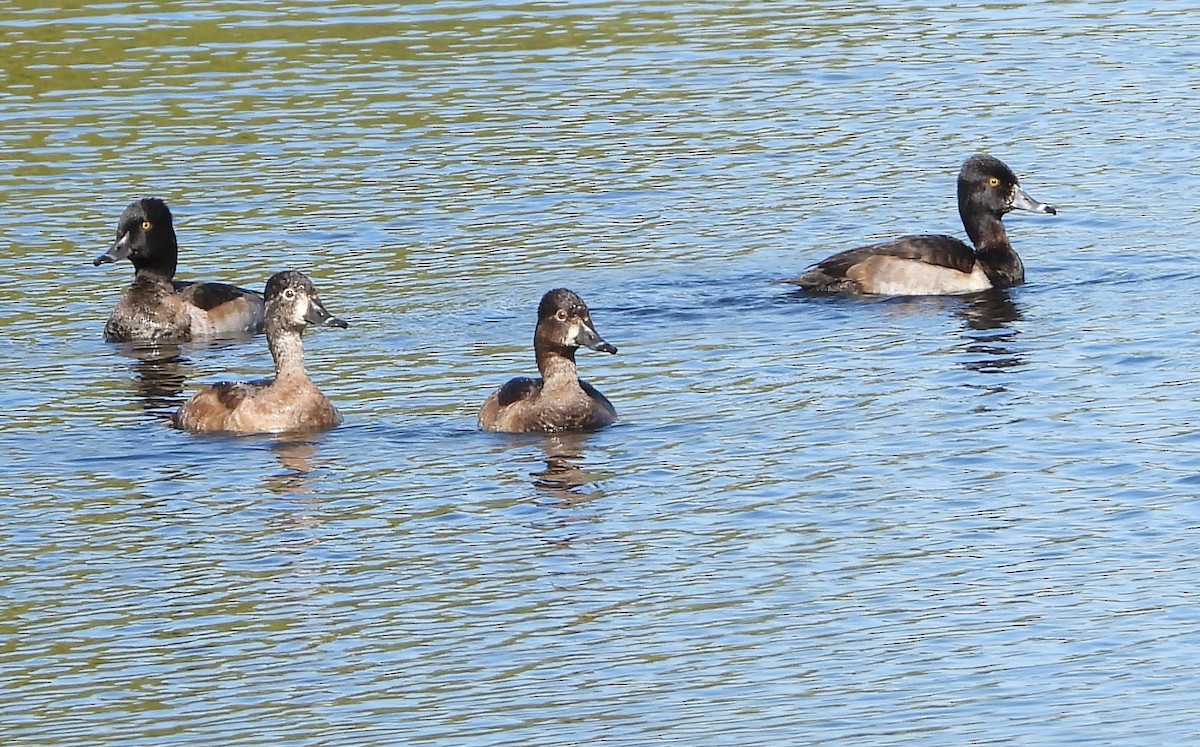 Fuligule à collier - ML644713845