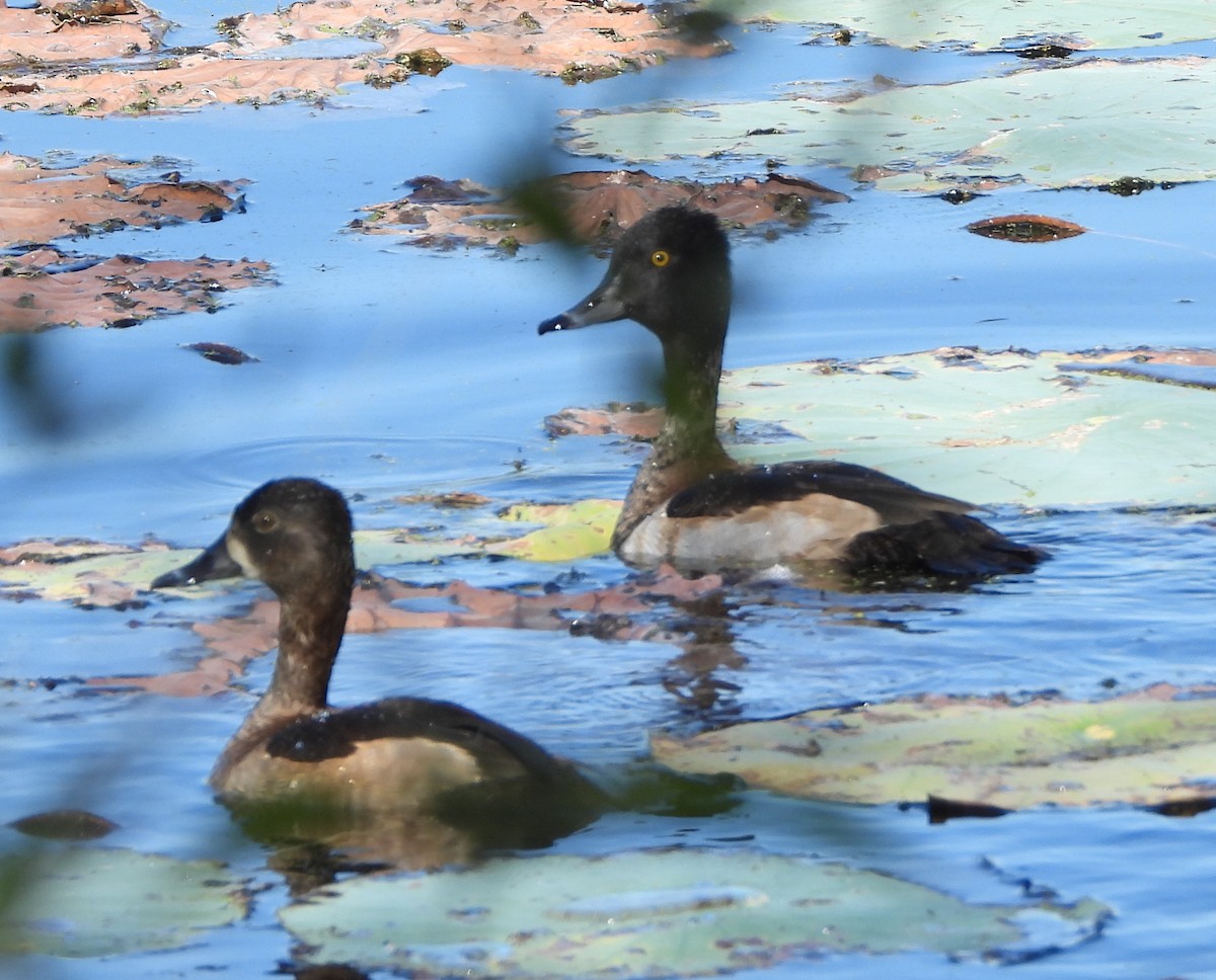 Fuligule à collier - ML644713846