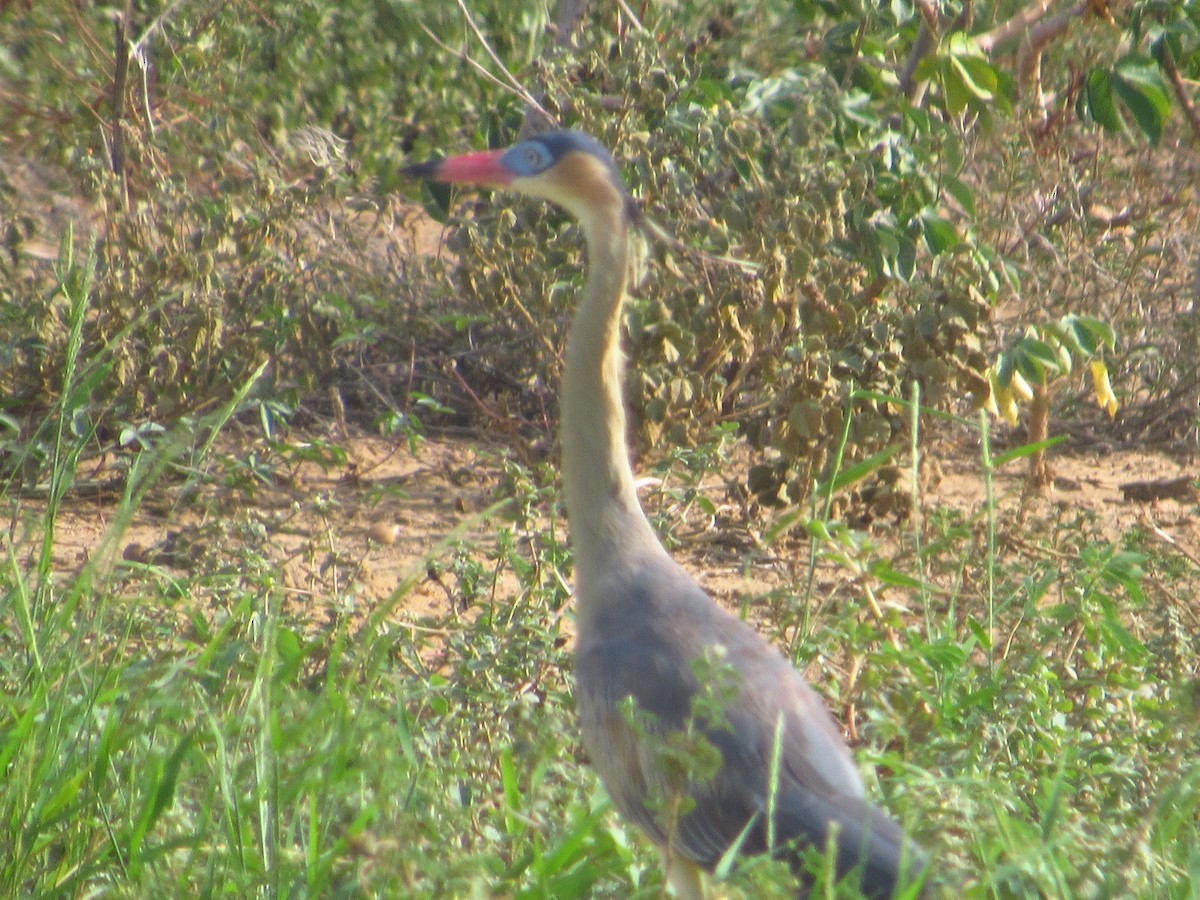 Héron flûte-du-soleil - ML644713847