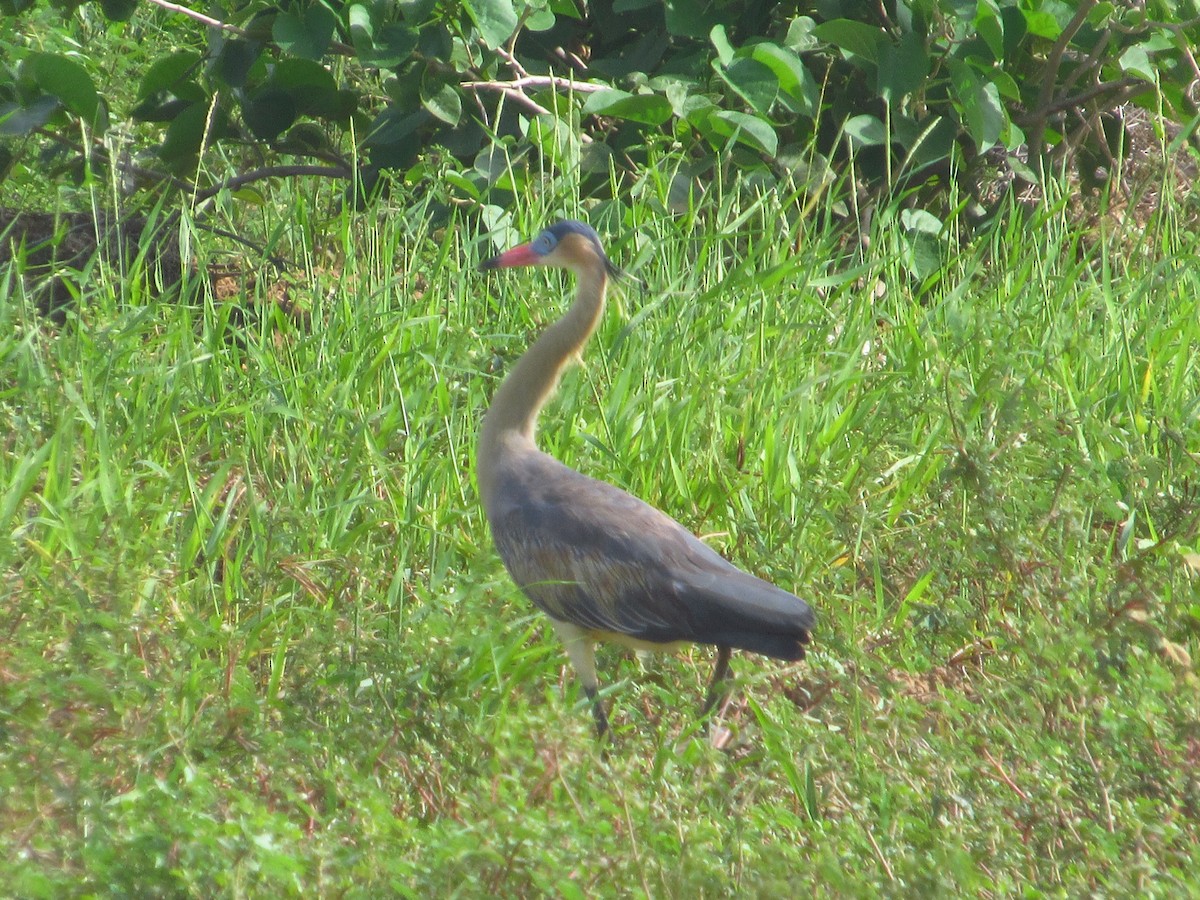 Héron flûte-du-soleil - ML644713848