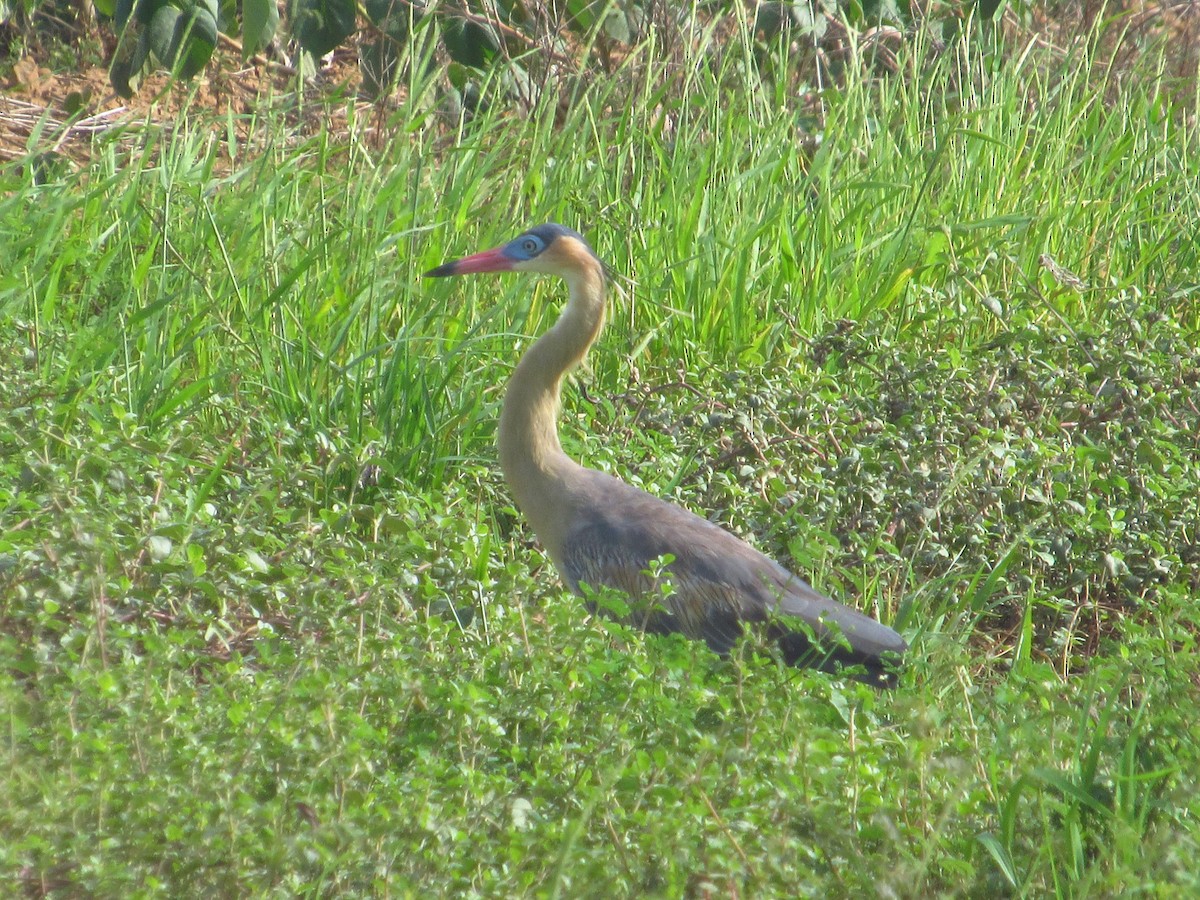 Héron flûte-du-soleil - ML644713849