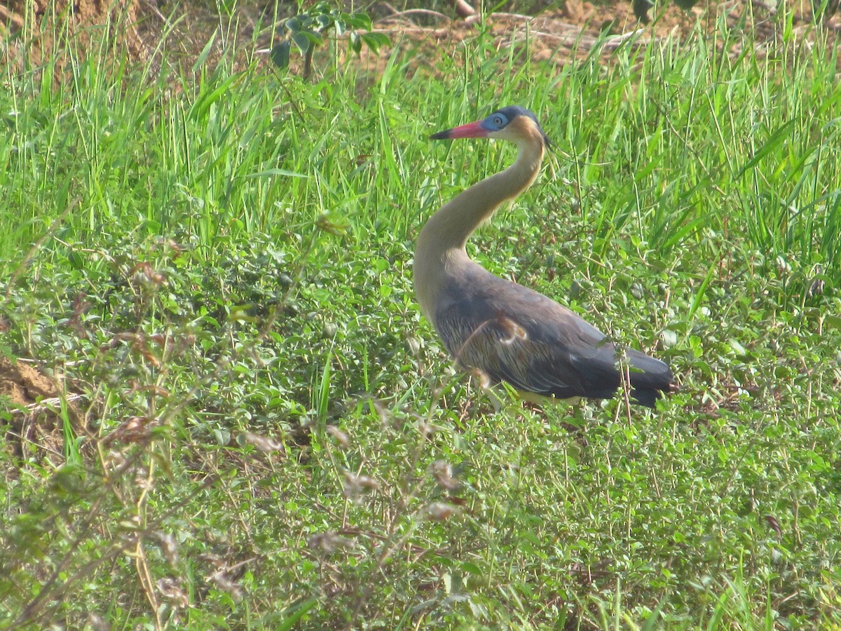 Héron flûte-du-soleil - ML644713851