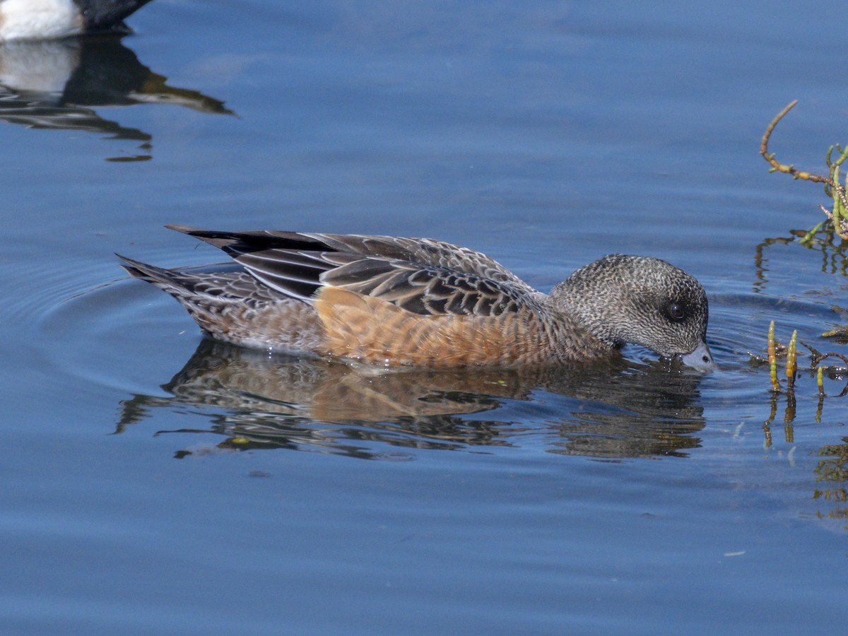 Canard d'Amérique - ML644713853