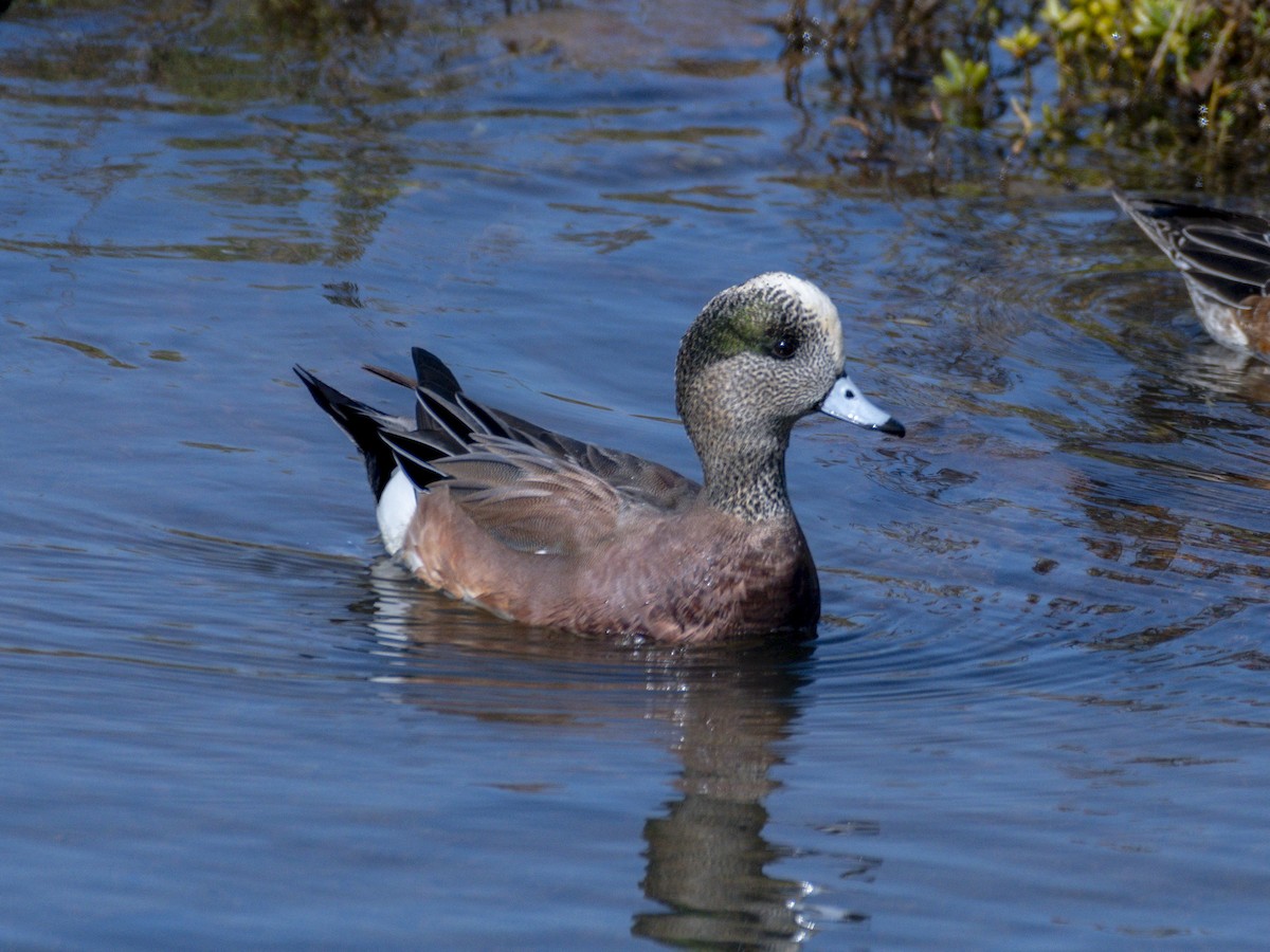 Canard d'Amérique - ML644713854