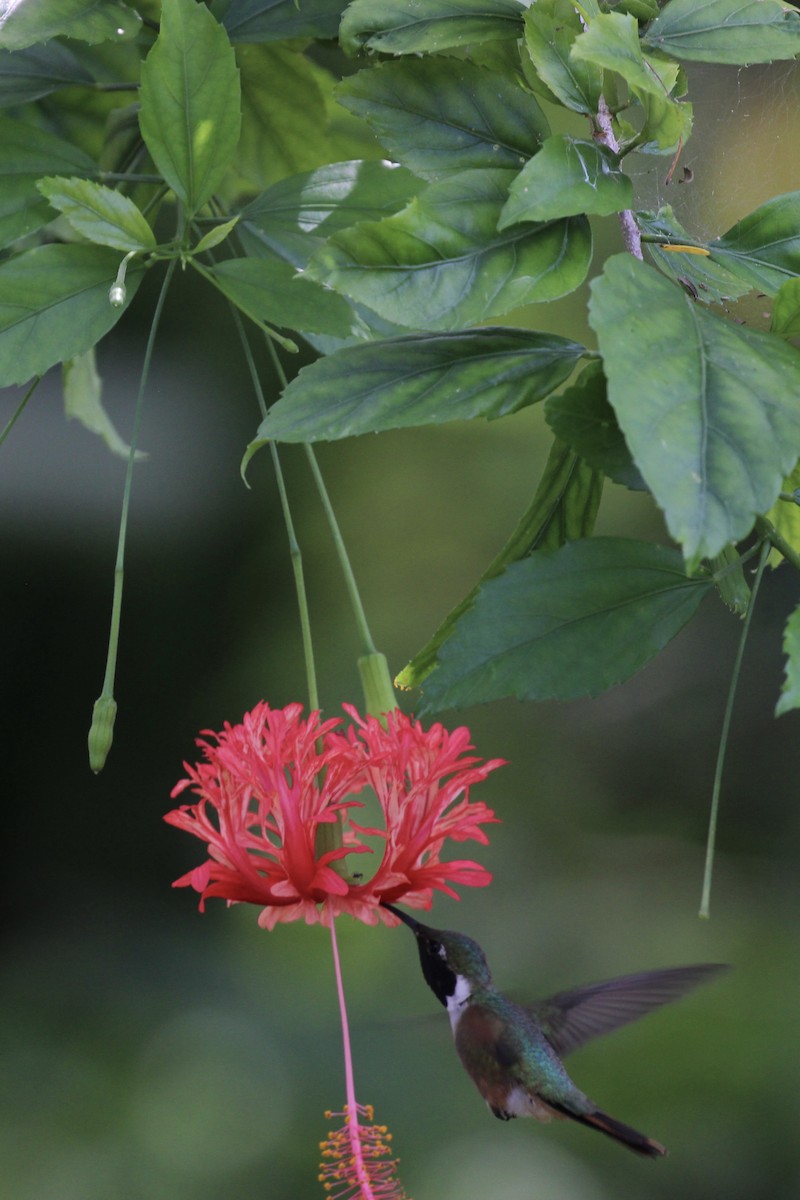 Colibri des Bahamas - ML644713861