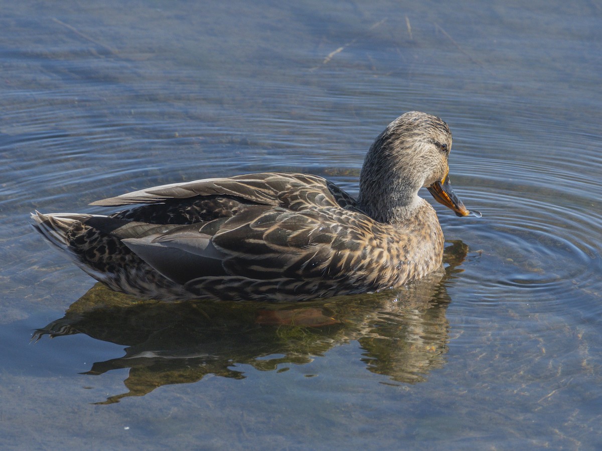Canard colvert - ML644713862