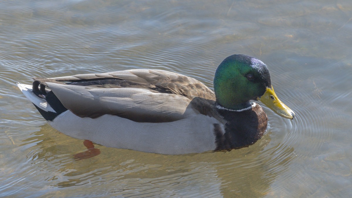 Canard colvert - ML644713863