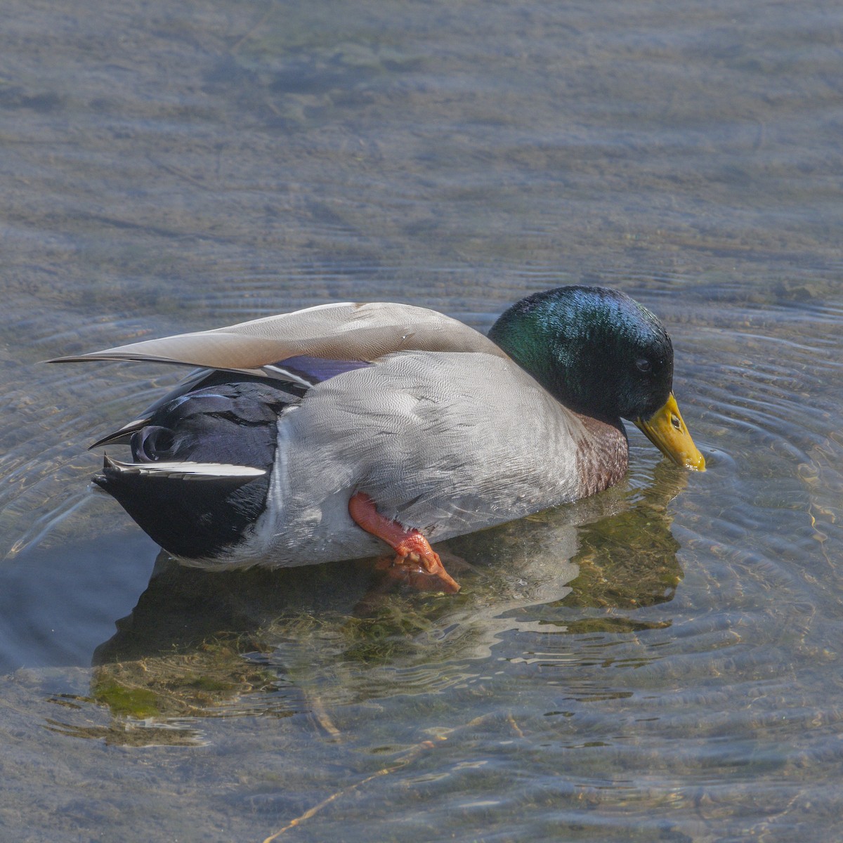 Canard colvert - ML644713864