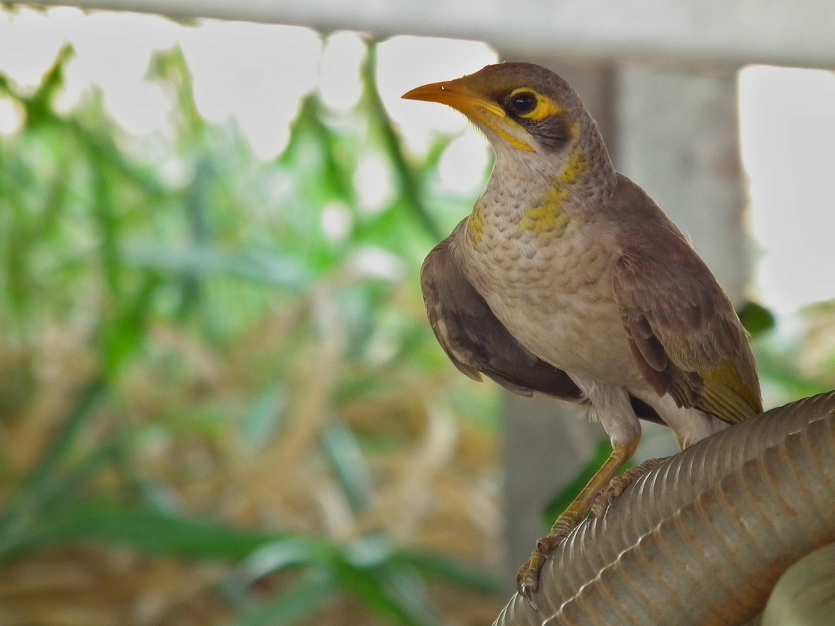 Méliphage à cou jaune - ML644713865