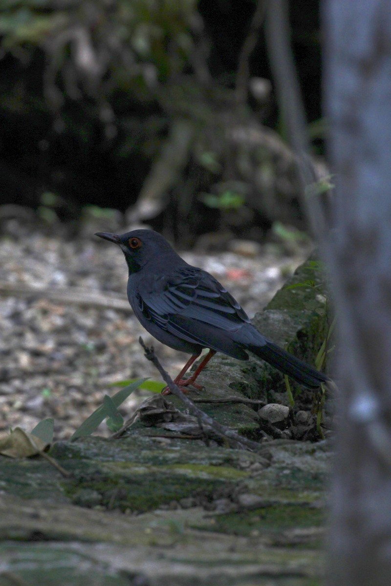 Western Red-legged Thrush (Bahamas) - ML644713868