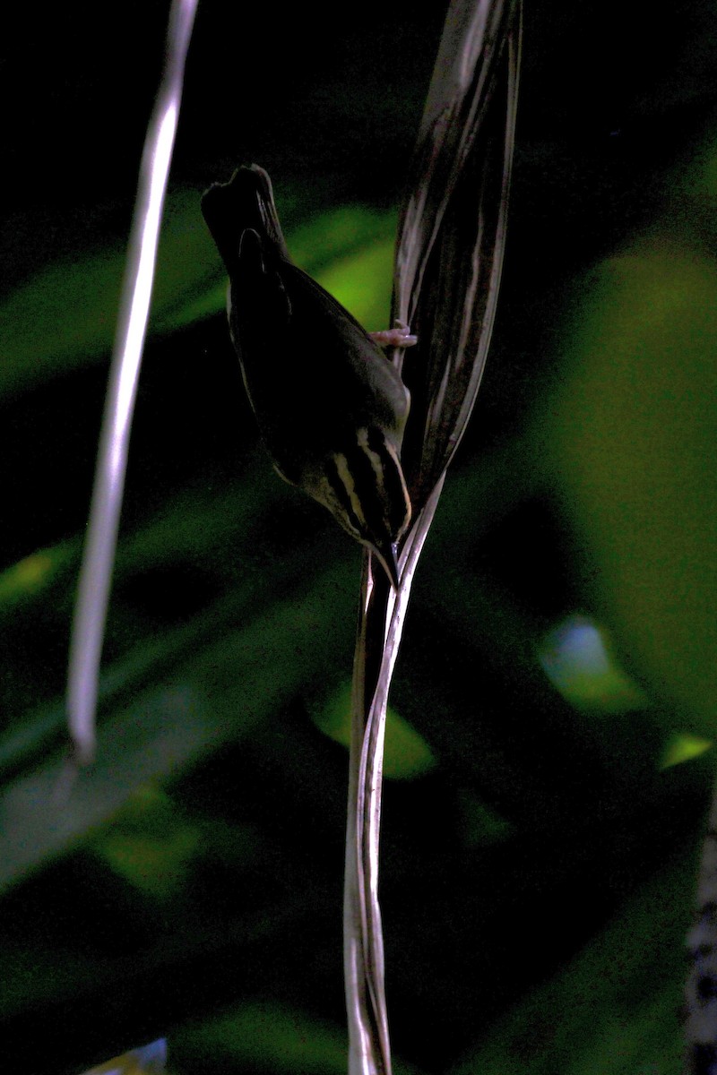 Worm-eating Warbler - ML644713878