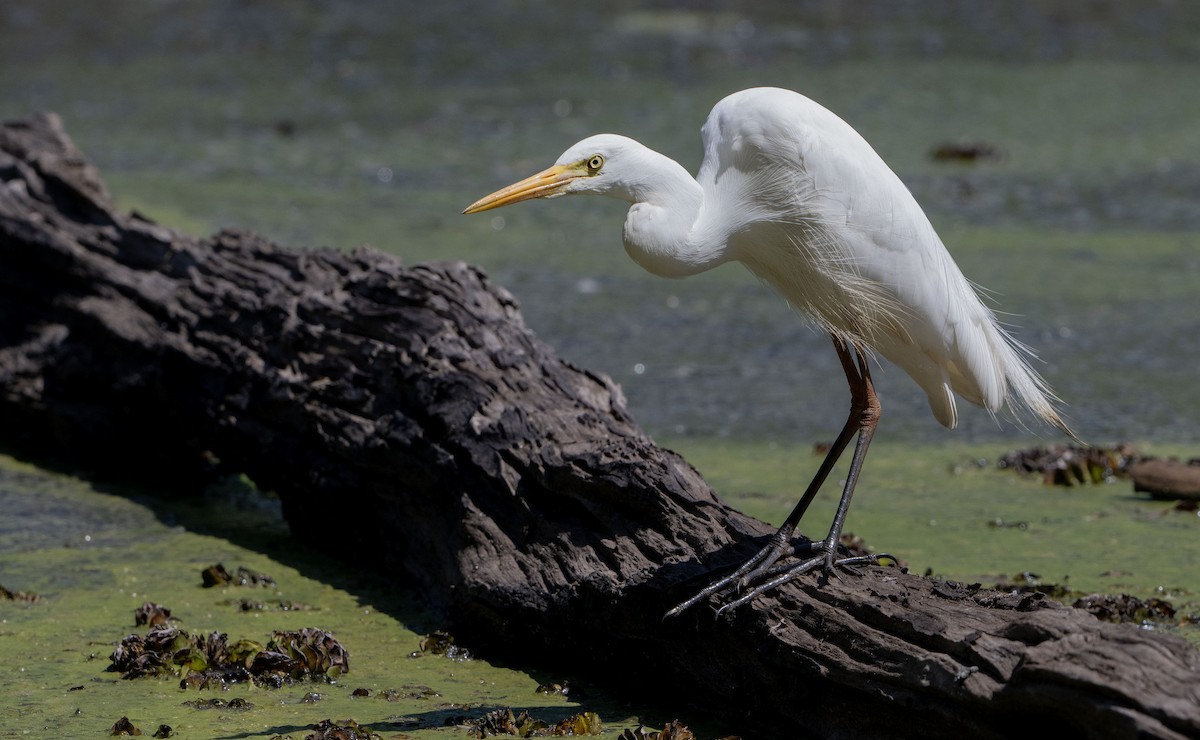 Plumed Egret - ML644713881