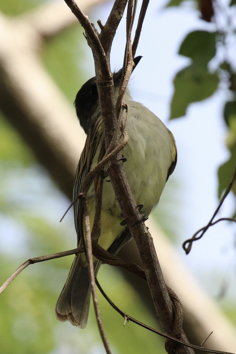 Loggerhead Kingbird - ML644713882
