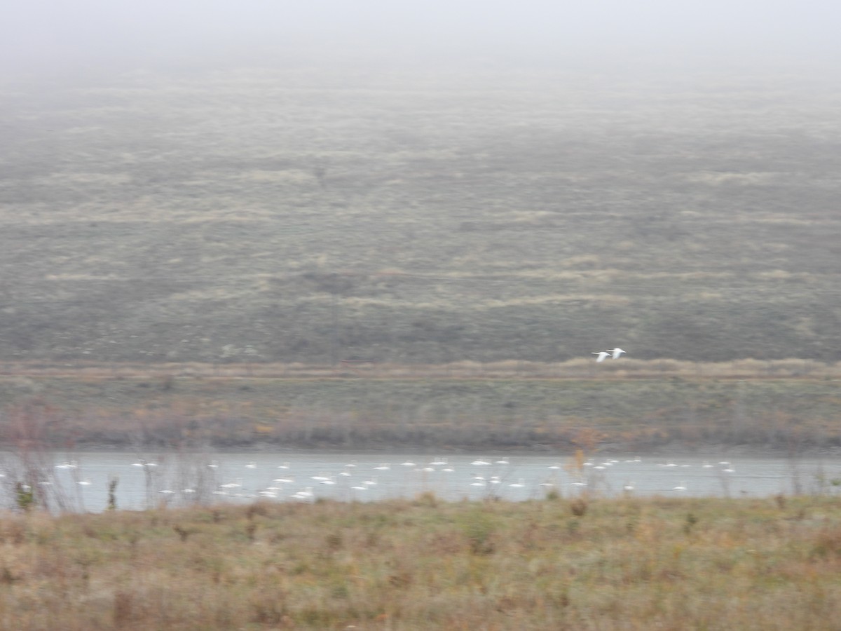 Tundra Swan - ML644713884
