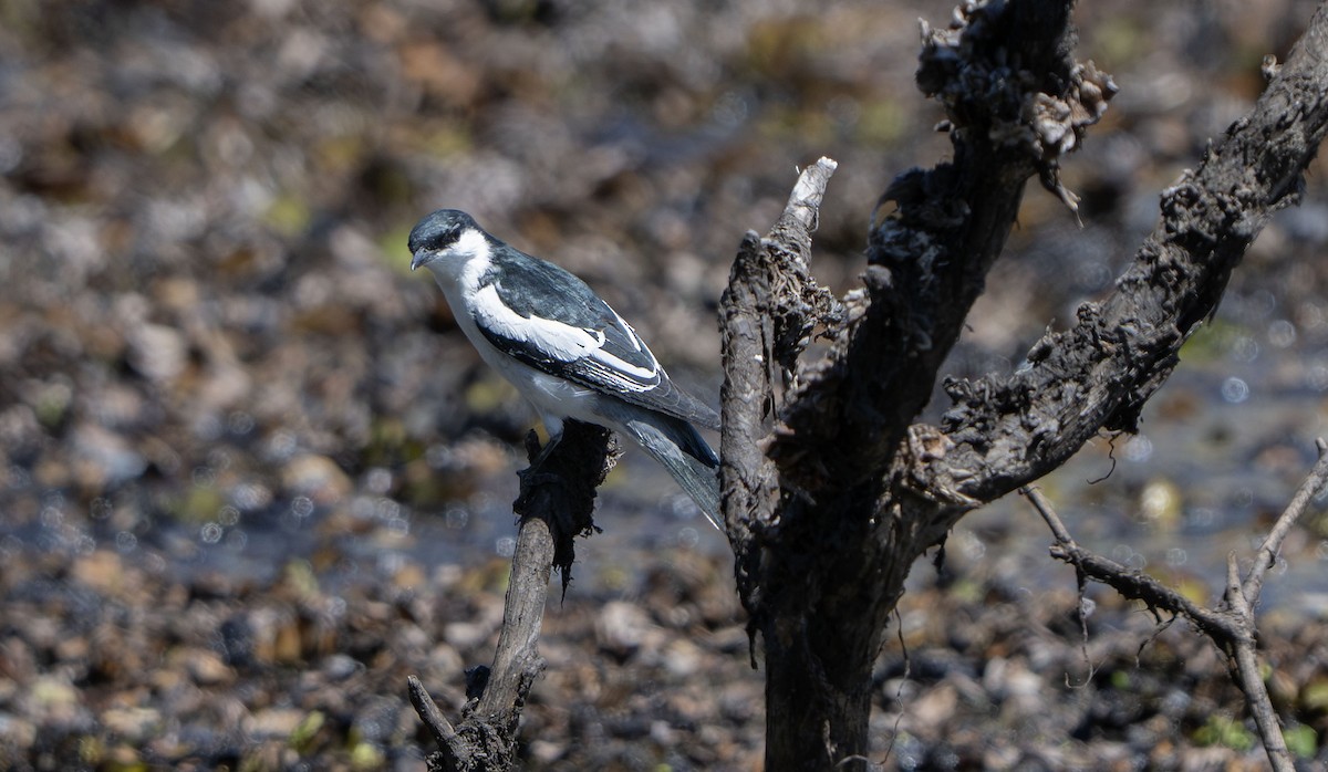 White-winged Triller - ML644713886