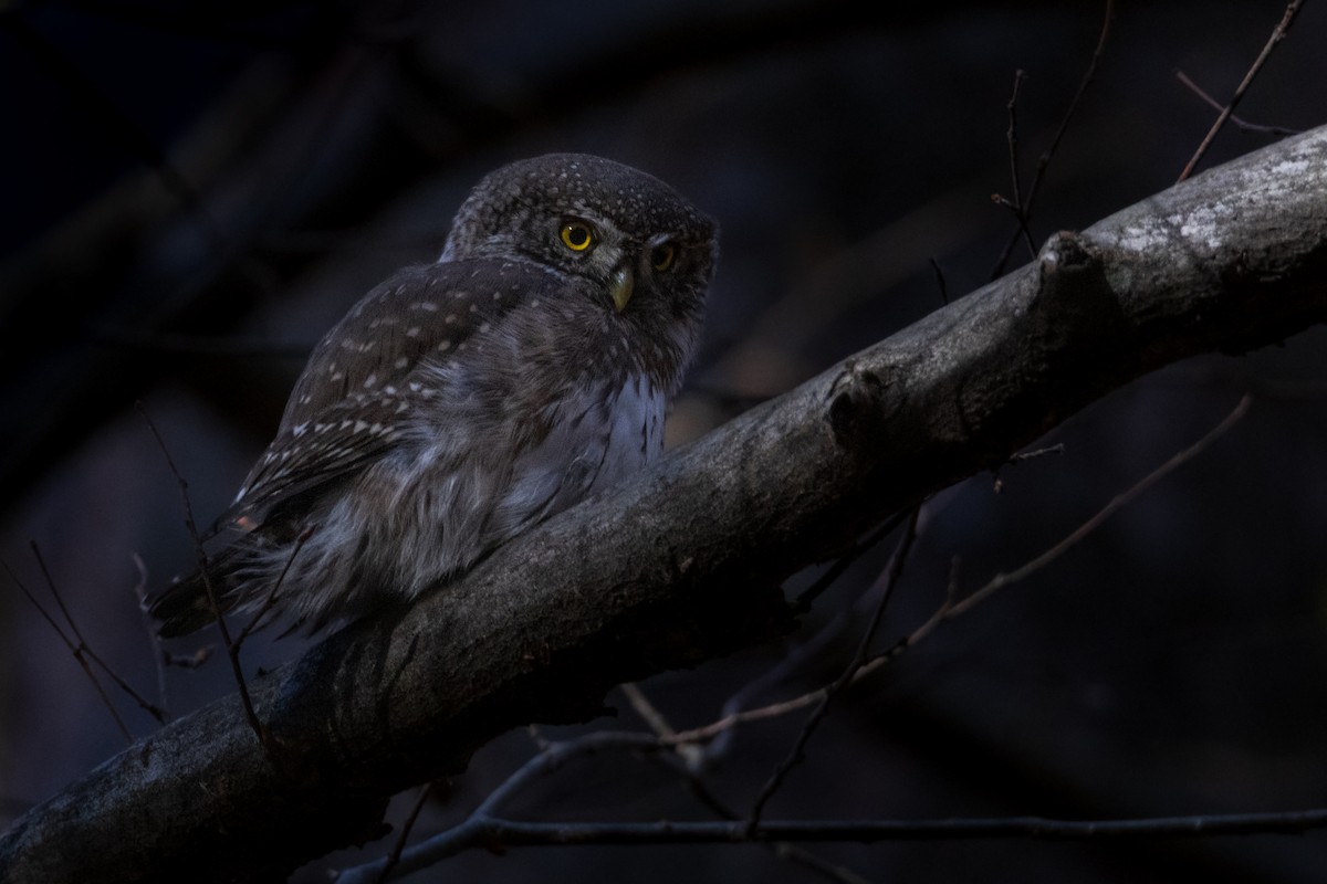 kulíšek nejmenší - ML644713891