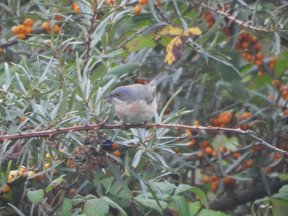 Curruca Carrasqueña Oriental - ML644713892
