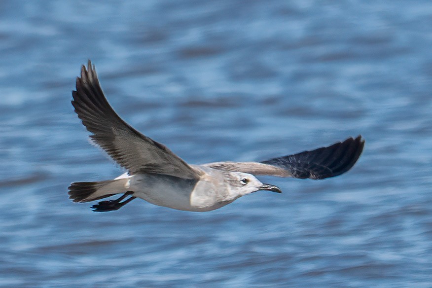 Mouette atricille - ML644713900