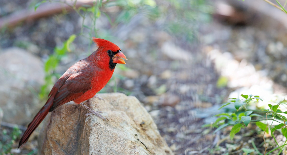 Красный кардинал - ML644713901