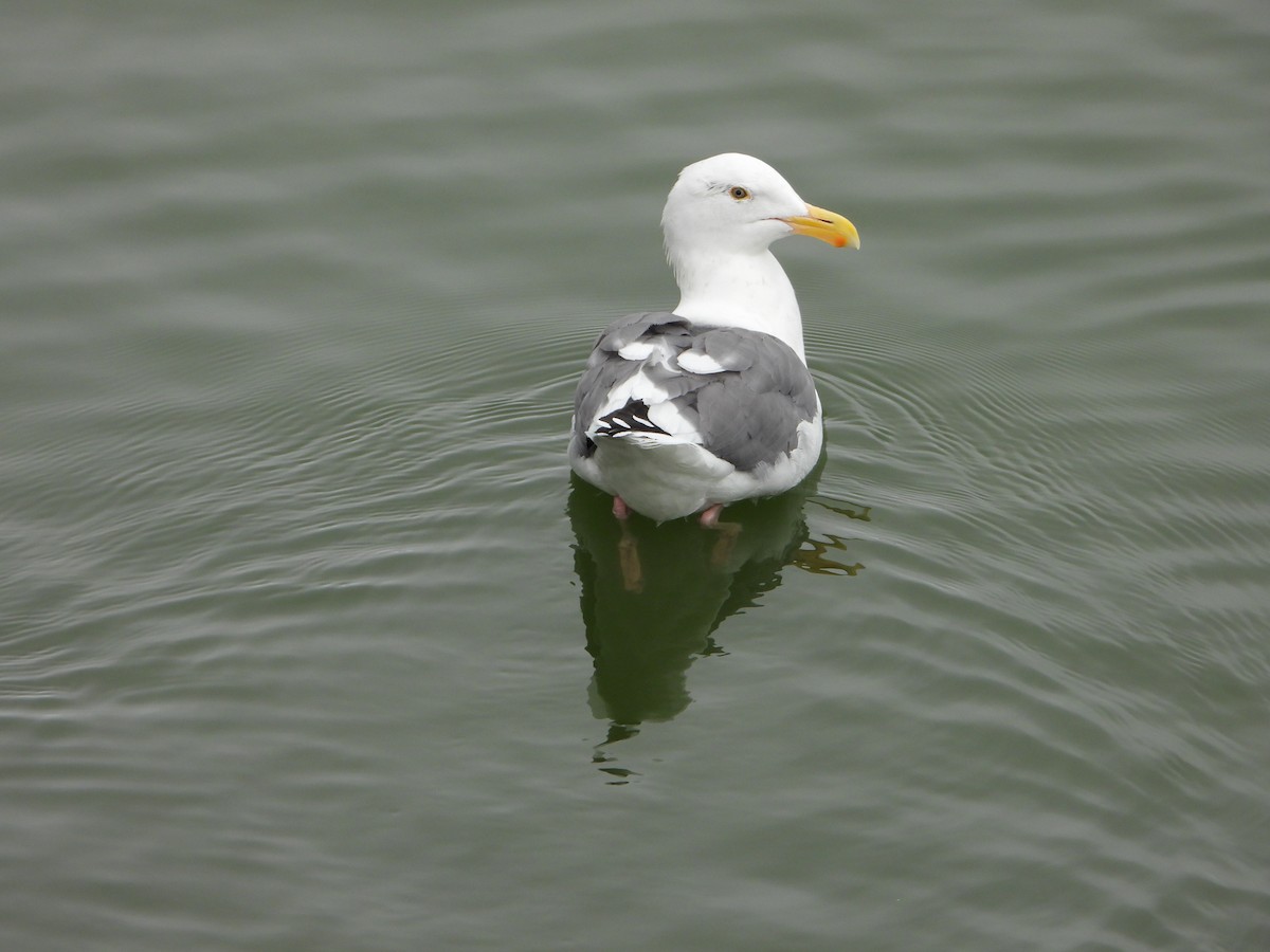 Мартин західний - ML644713902