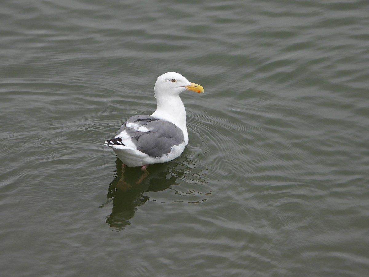 Мартин західний - ML644713908