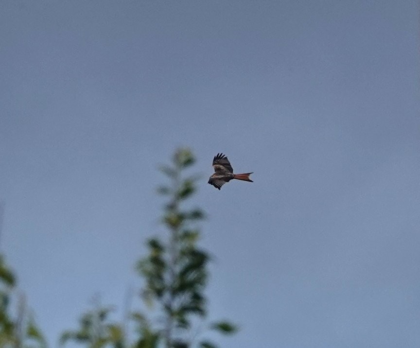 Red Kite - ML644713909