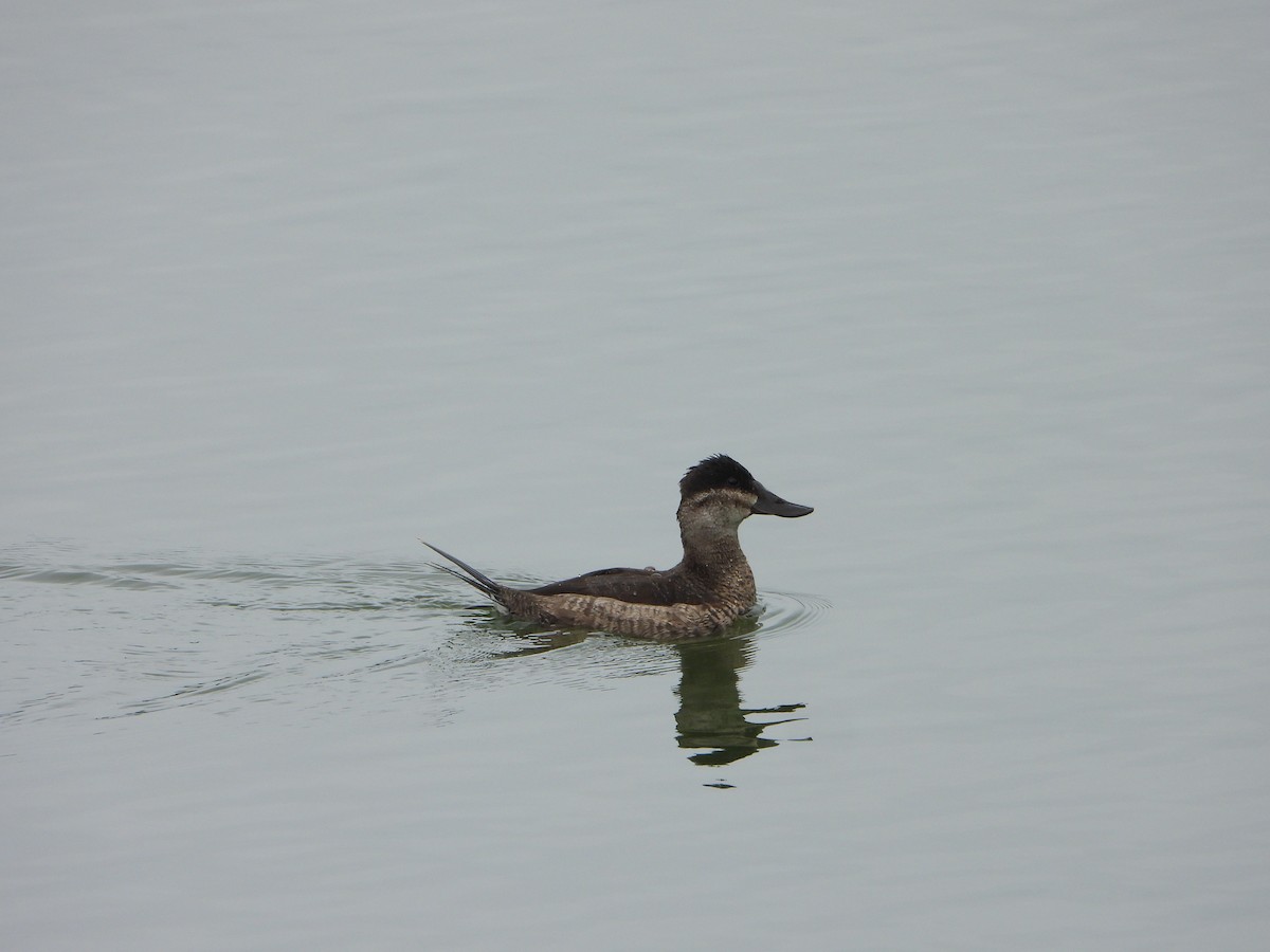 Schwarzkopf-Ruderente - ML644713913