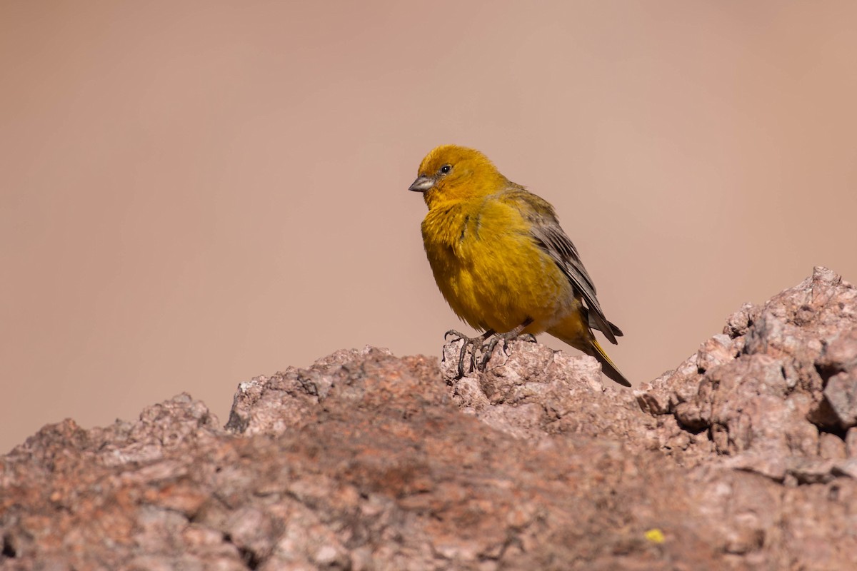 Goldbauch-Gilbtangare - ML644713926