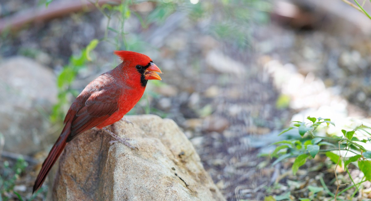 Красный кардинал - ML644713929