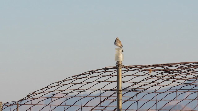 Black-throated Sparrow - ML644713930