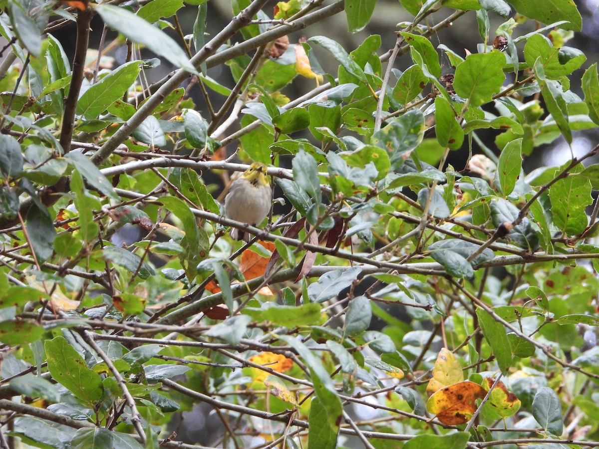 Paruline à tête jaune - ML644713936