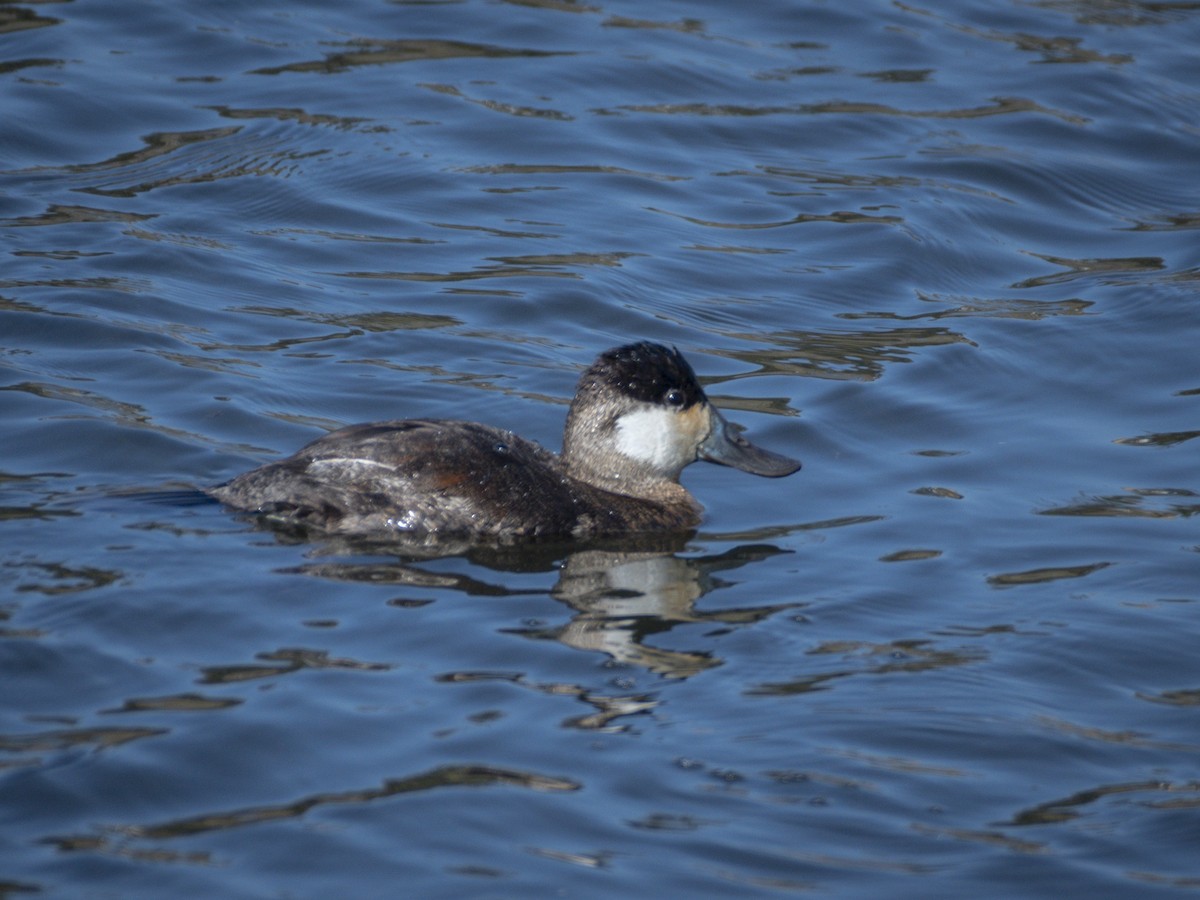 Schwarzkopf-Ruderente - ML644713938