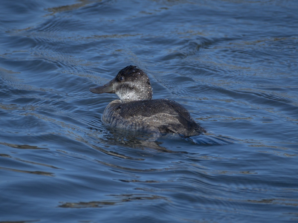 Schwarzkopf-Ruderente - ML644713939